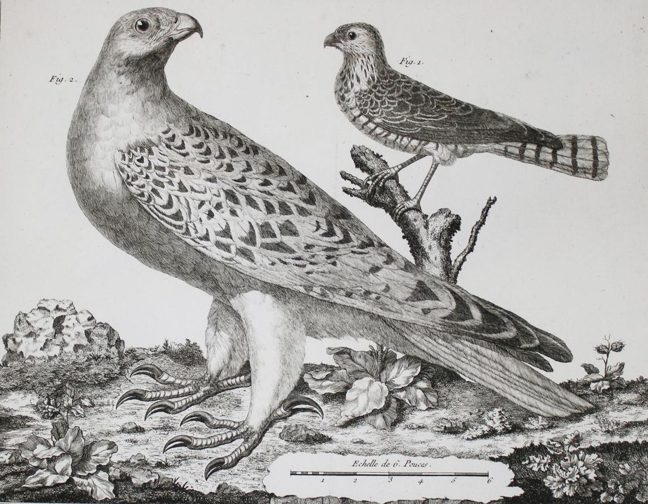 Große Abbildung Nr.6: 143-1902 Brisson,(M.J.).: (Zoologie, Vögel)