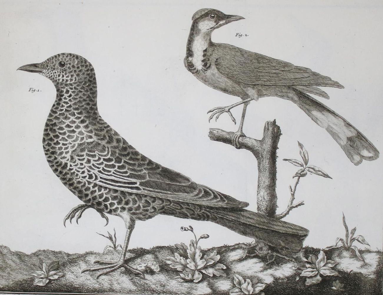 Große Abbildung Nr.7: 143-1902 Brisson,(M.J.).: (Zoologie, Vögel)