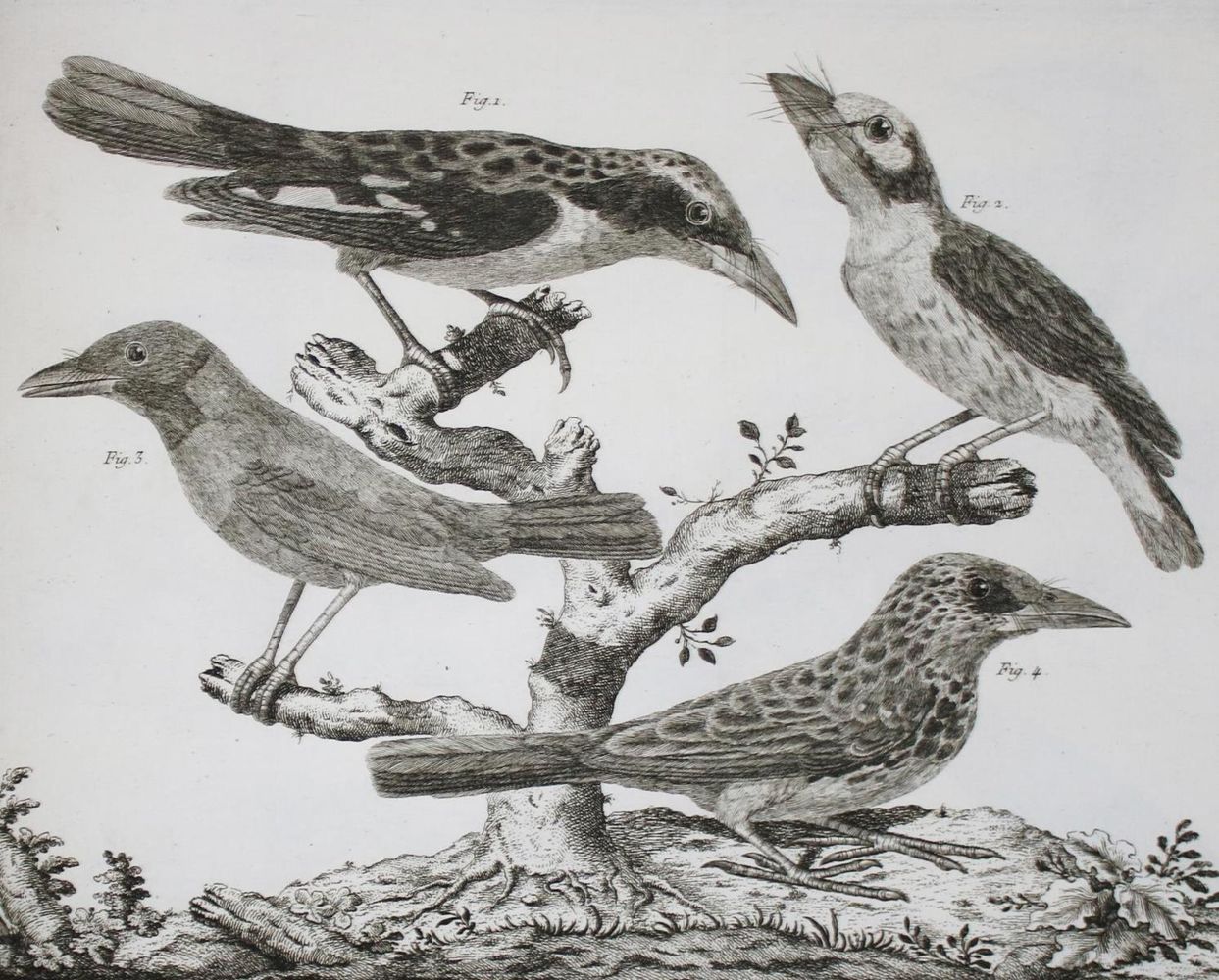 Große Abbildung Nr.8: 143-1902 Brisson,(M.J.).: (Zoologie, Vögel)