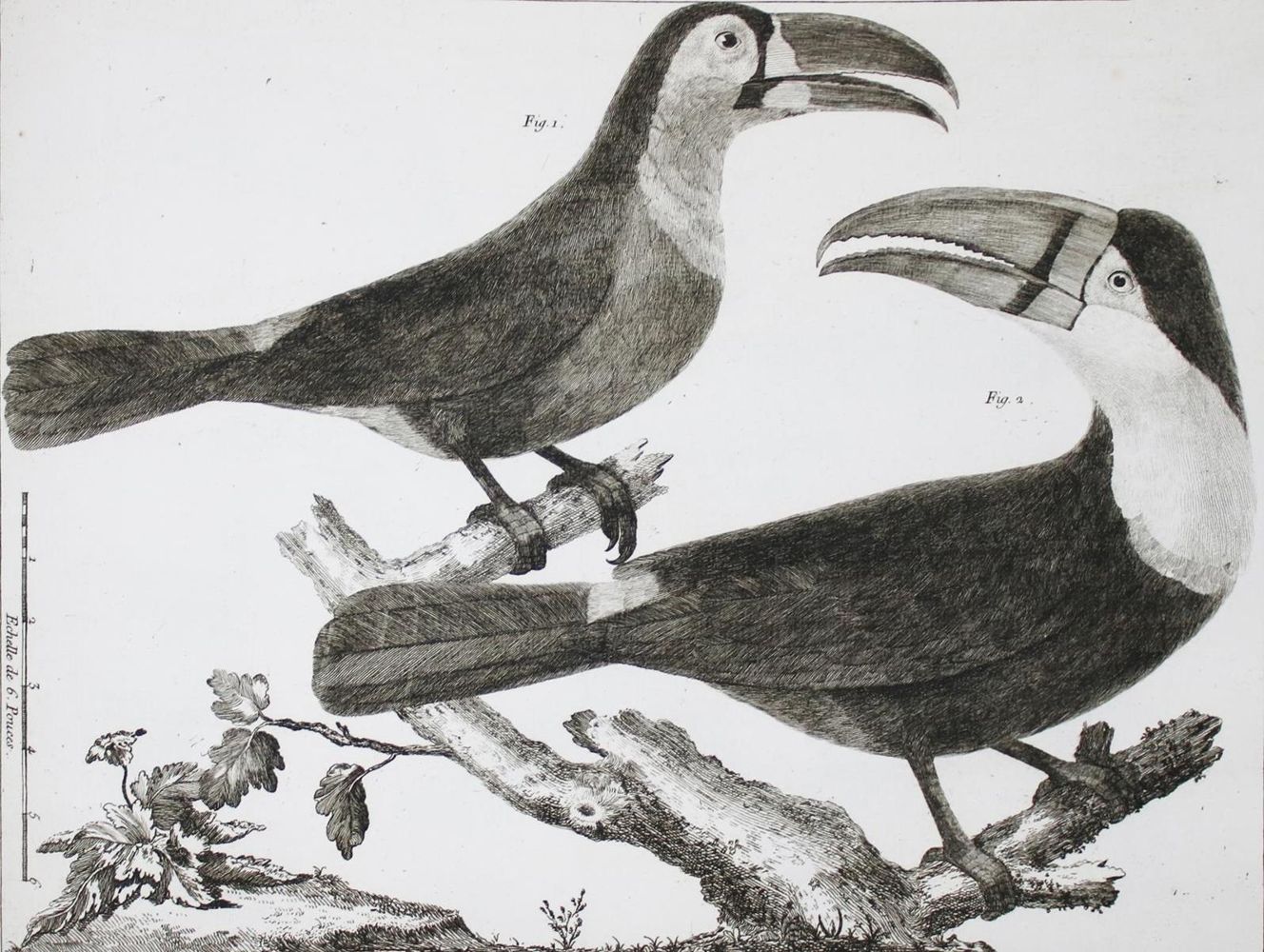 Große Abbildung Nr.9: 143-1902 Brisson,(M.J.).: (Zoologie, Vögel)