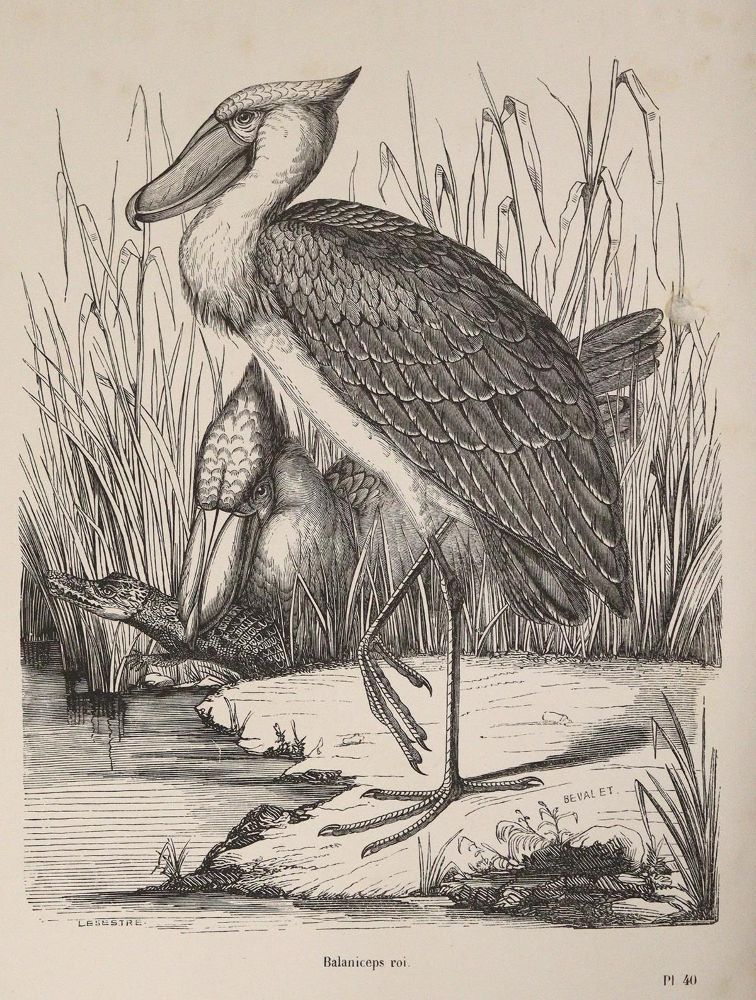 Große Abbildung Nr.2: 143-1903 Chenu,J.C.: (Zoologie, Vögel)