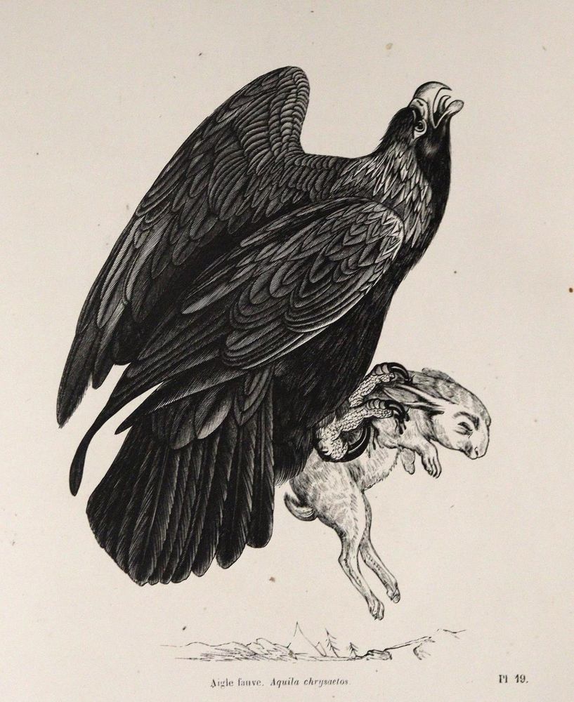 Große Abbildung Nr.3: 143-1903 Chenu,J.C.: (Zoologie, Vögel)