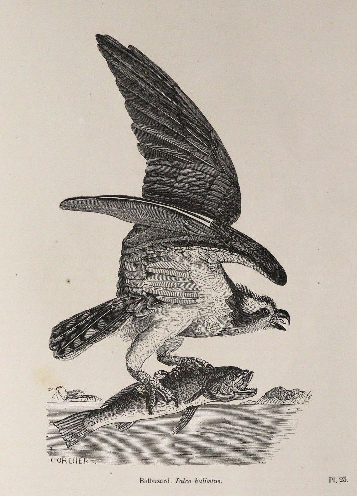 Große Abbildung Nr.4: 143-1903 Chenu,J.C.: (Zoologie, Vögel)
