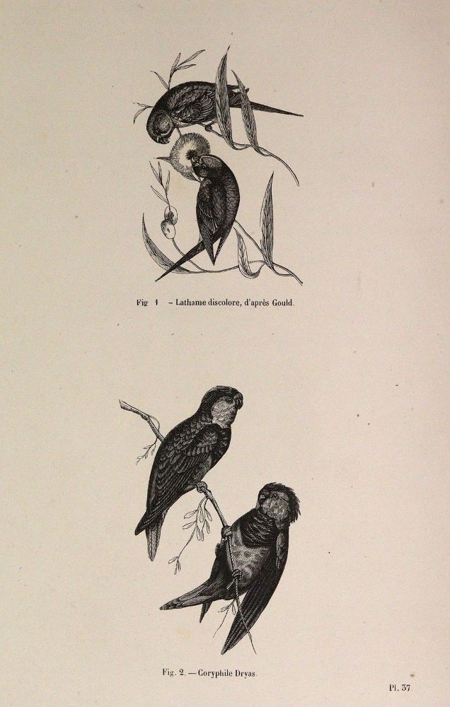Große Abbildung Nr.5: 143-1903 Chenu,J.C.: (Zoologie, Vögel)