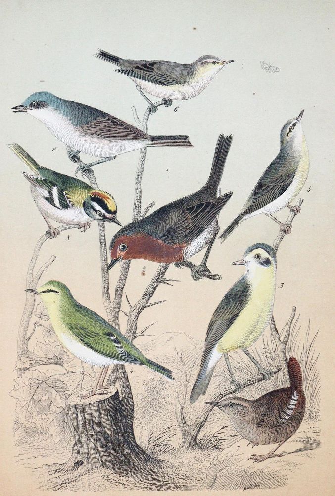 Große Abbildung Nr.3: 143-1904 Friderich,C.B.: (Zoologie, Vögel)