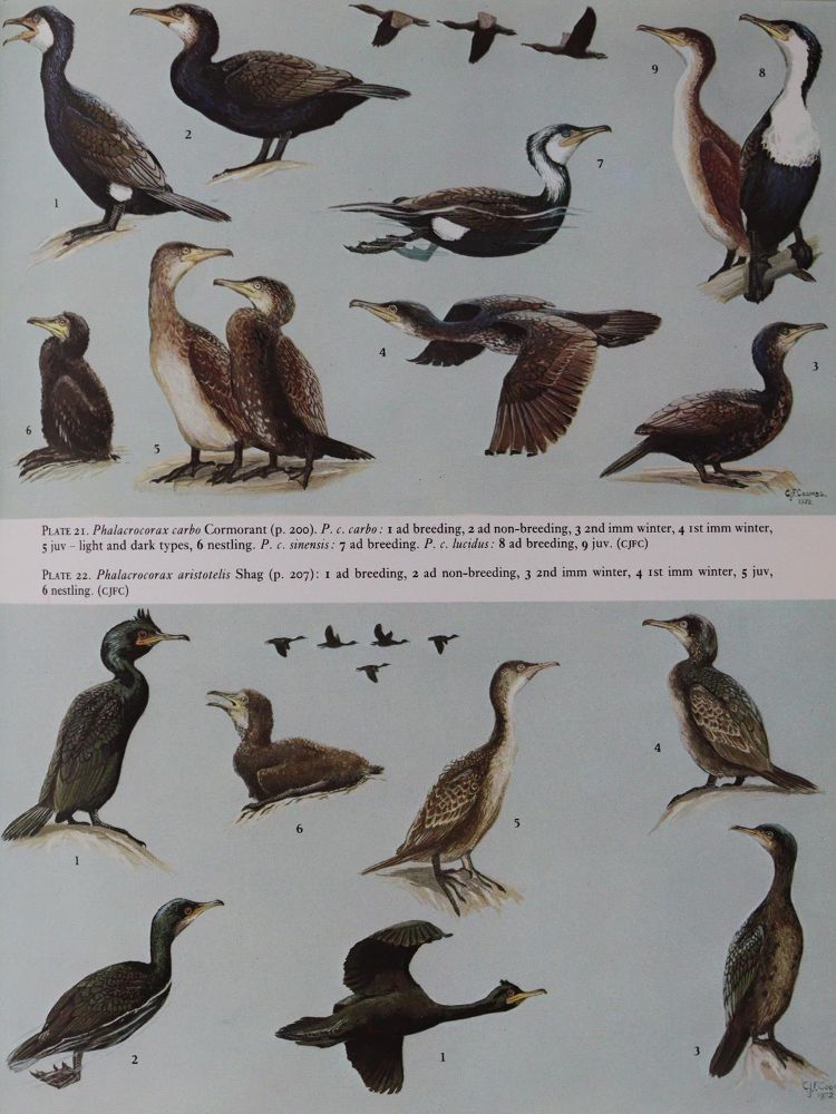 Große Abbildung Nr.2: 143-1905 Handbook: (Zoologie, Vögel)