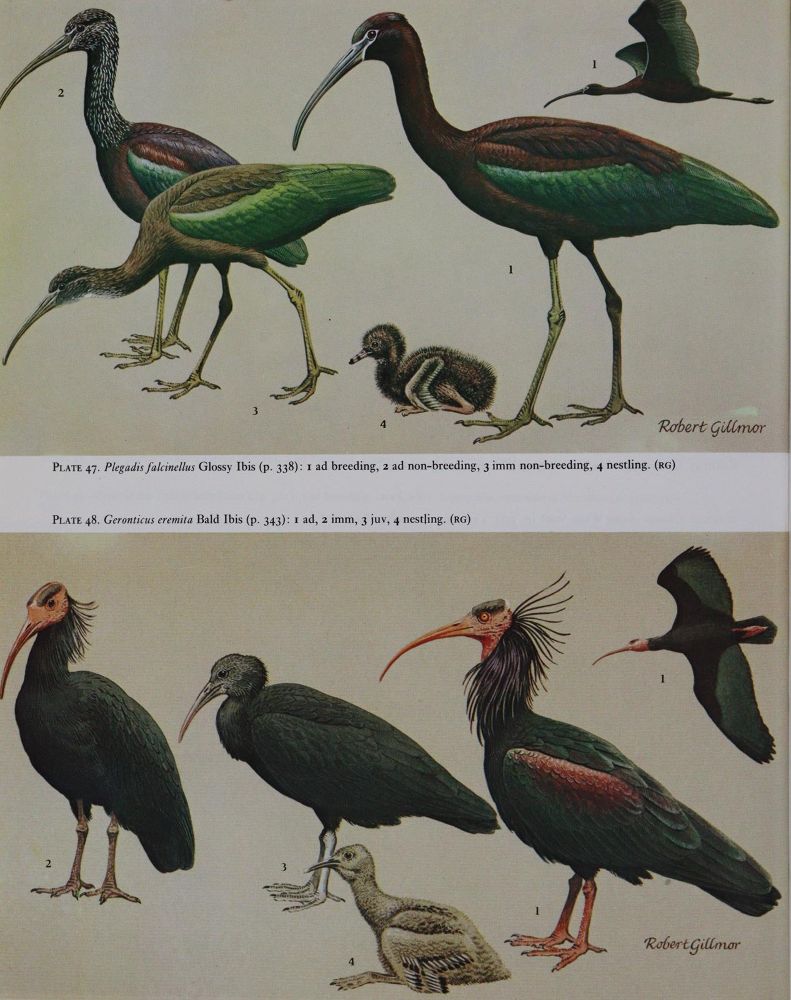 Große Abbildung Nr.3: 143-1905 Handbook: (Zoologie, Vögel)