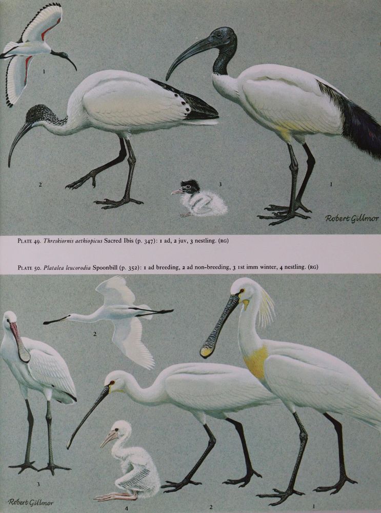 Große Abbildung Nr.4: 143-1905 Handbook: (Zoologie, Vögel)