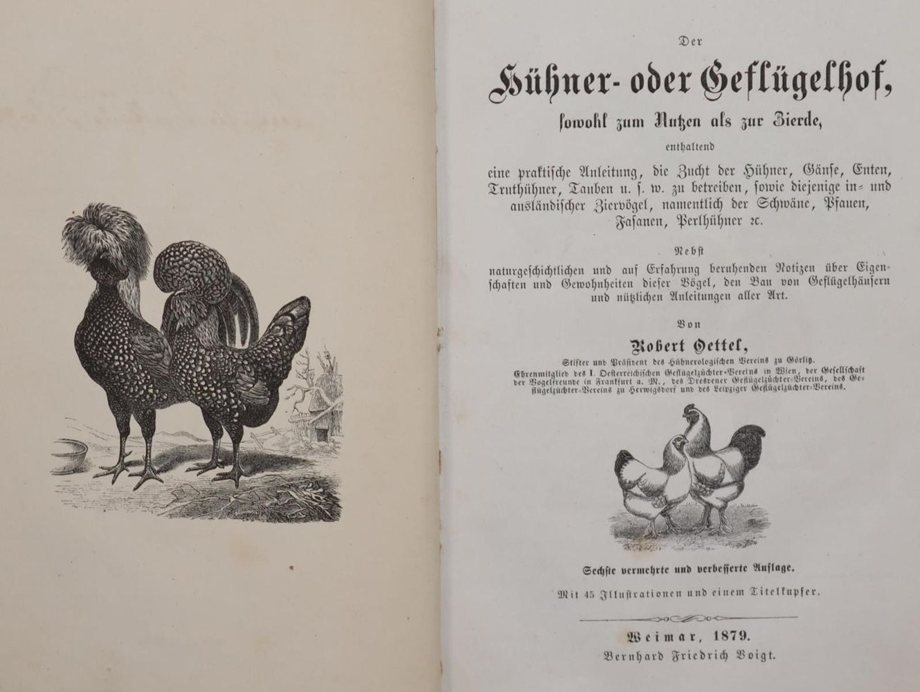 Große Abbildung Nr.4: 143-1907 Meerwarth,H. u. K.Soffel.: (Zoologie, Vögel)