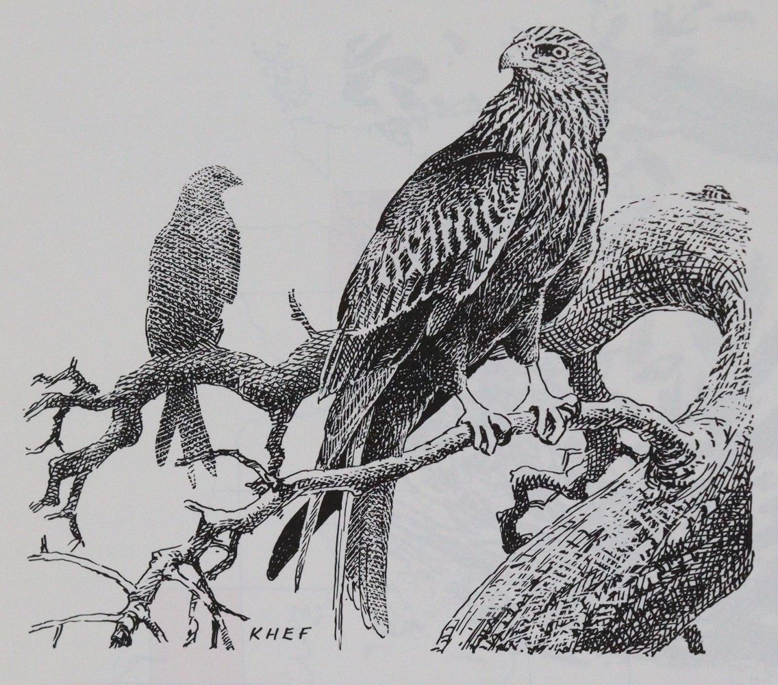 Große Abbildung Nr.2: 143-1908 Sammlung: (Zoologie, Vögel)