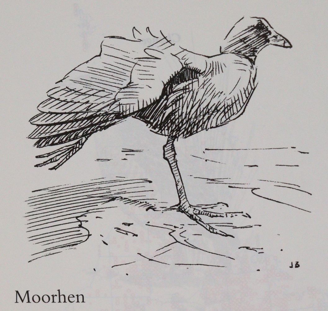 Große Abbildung Nr.3: 143-1908 Sammlung: (Zoologie, Vögel)