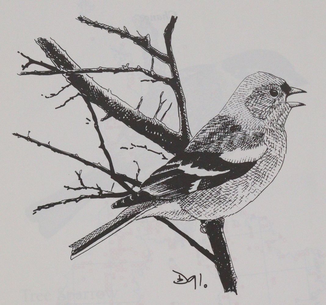 Große Abbildung Nr.5: 143-1908 Sammlung: (Zoologie, Vögel)