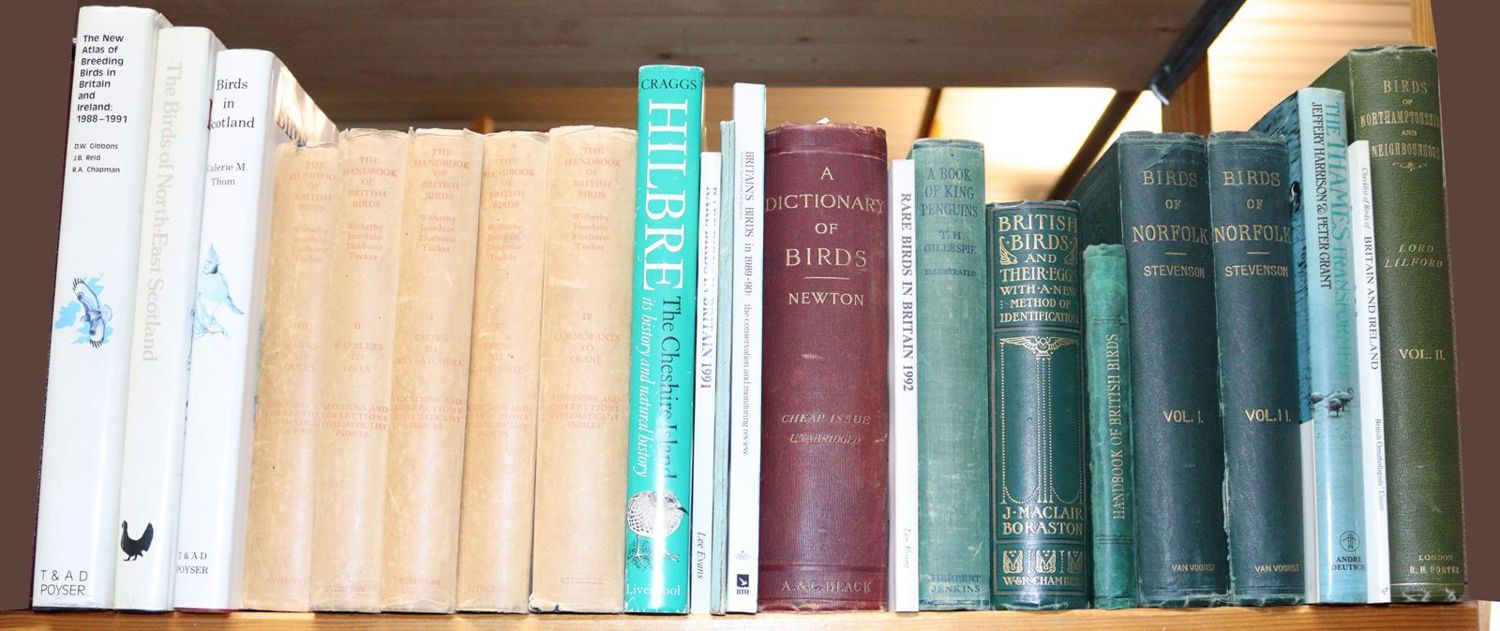 Große Abbildung Nr.6: 143-1908 Sammlung: (Zoologie, Vögel)