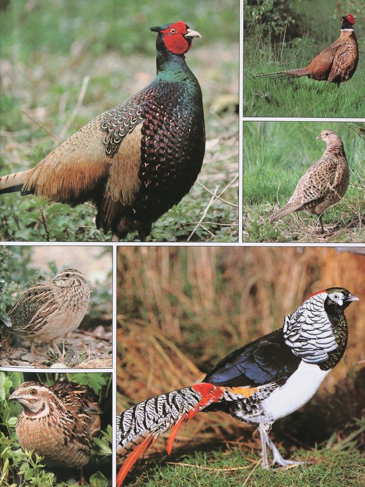 Große Abbildung Nr.2: 143-1909 Sammlung: (Zoologie, Vögel)