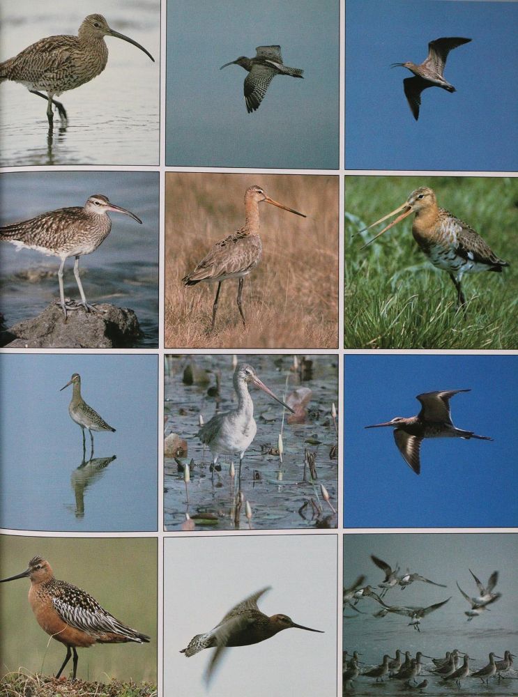 Große Abbildung Nr.4: 143-1909 Sammlung: (Zoologie, Vögel)