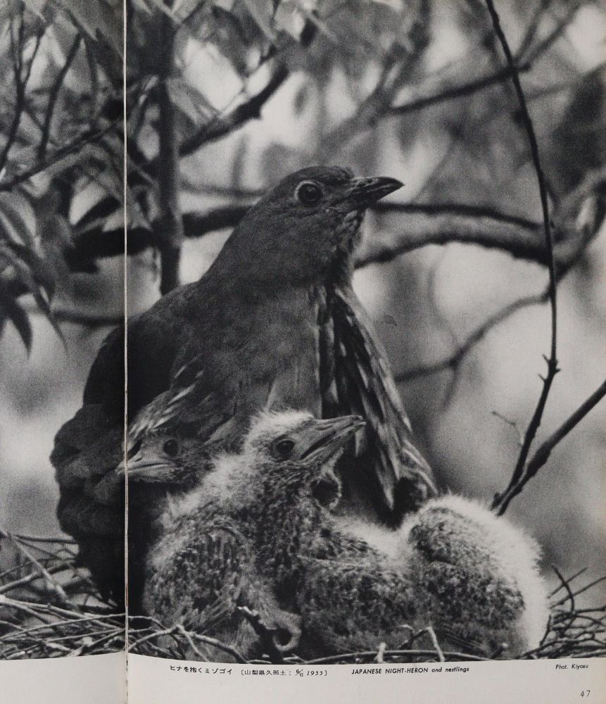 Große Abbildung Nr.2: 143-1910 Sammlung: (Zoologie, Vögel)