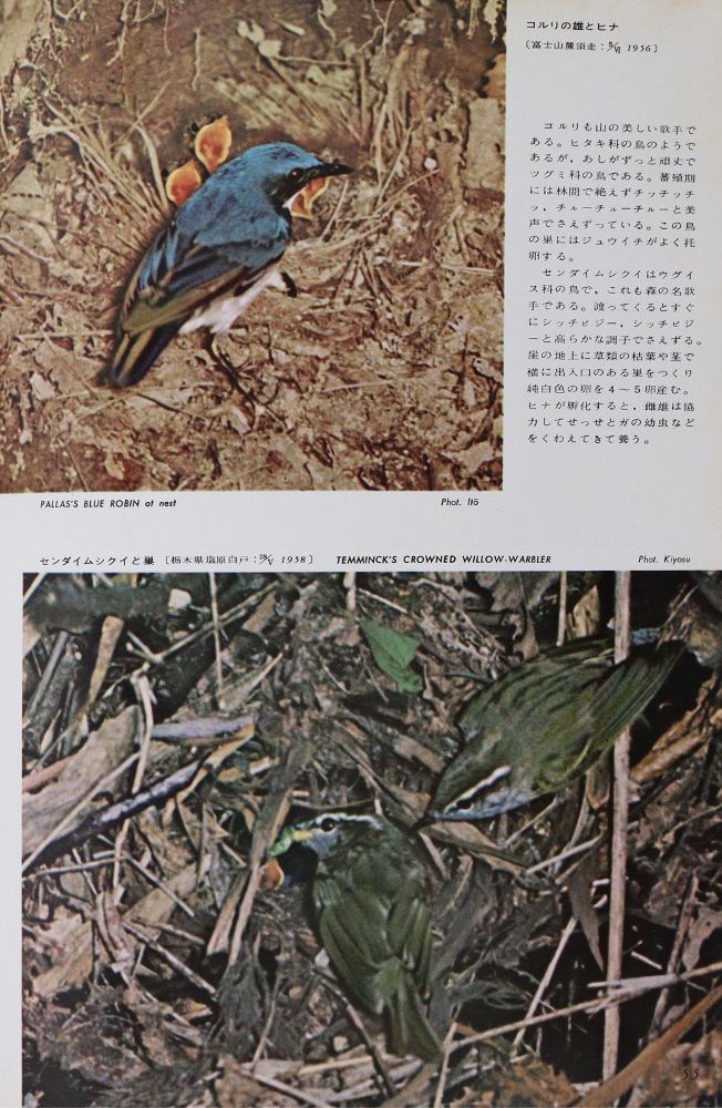 Große Abbildung Nr.3: 143-1910 Sammlung: (Zoologie, Vögel)