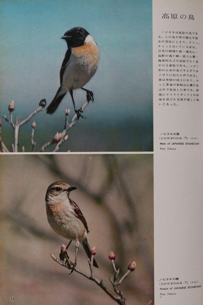 Große Abbildung Nr.4: 143-1910 Sammlung: (Zoologie, Vögel)