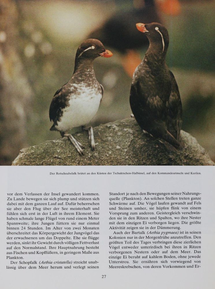 Große Abbildung Nr.2: 143-1911 Sammlung: (Zoologie, Vögel)