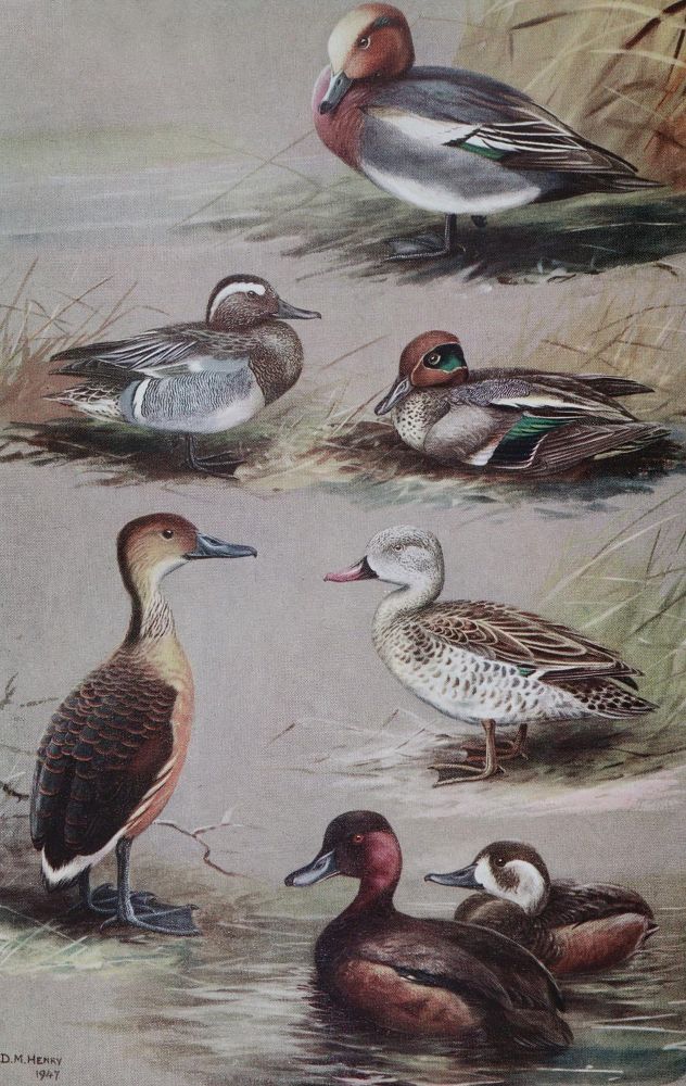 Große Abbildung Nr.2: 143-1912 Sammlung: (Zoologie, Vögel)