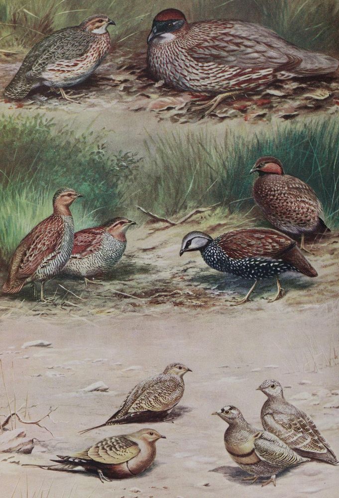 Große Abbildung Nr.3: 143-1912 Sammlung: (Zoologie, Vögel)