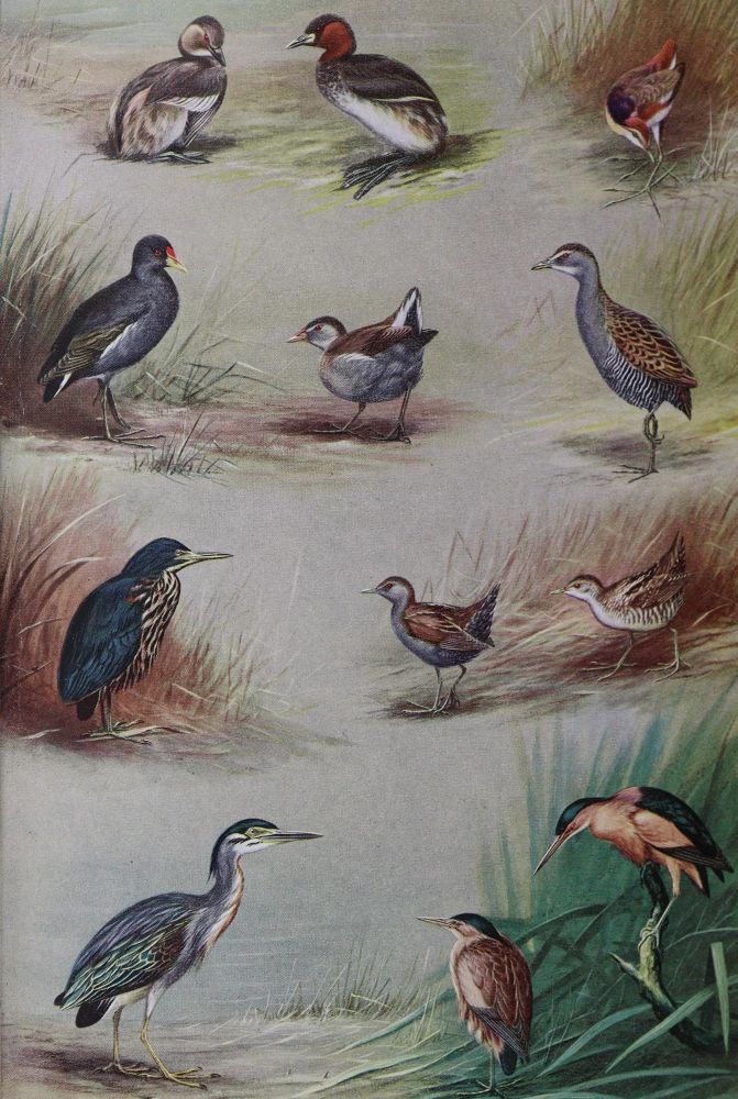 Große Abbildung Nr.4: 143-1912 Sammlung: (Zoologie, Vögel)