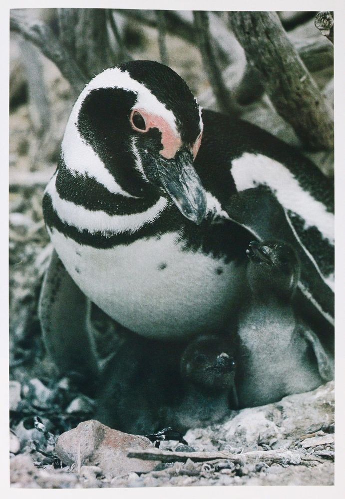 Große Abbildung Nr.2: 143-1913 Sammlung: (Zoologie, Vögel)