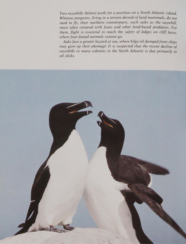 Große Abbildung Nr.4: 143-1913 Sammlung: (Zoologie, Vögel)