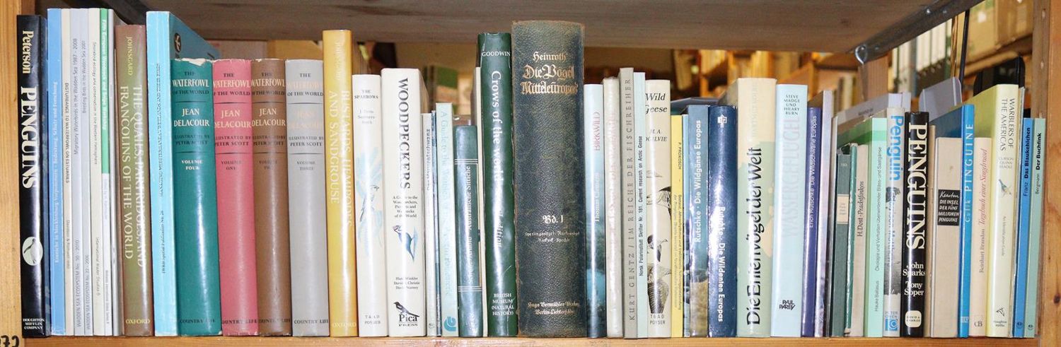 Große Abbildung Nr.5: 143-1913 Sammlung: (Zoologie, Vögel)