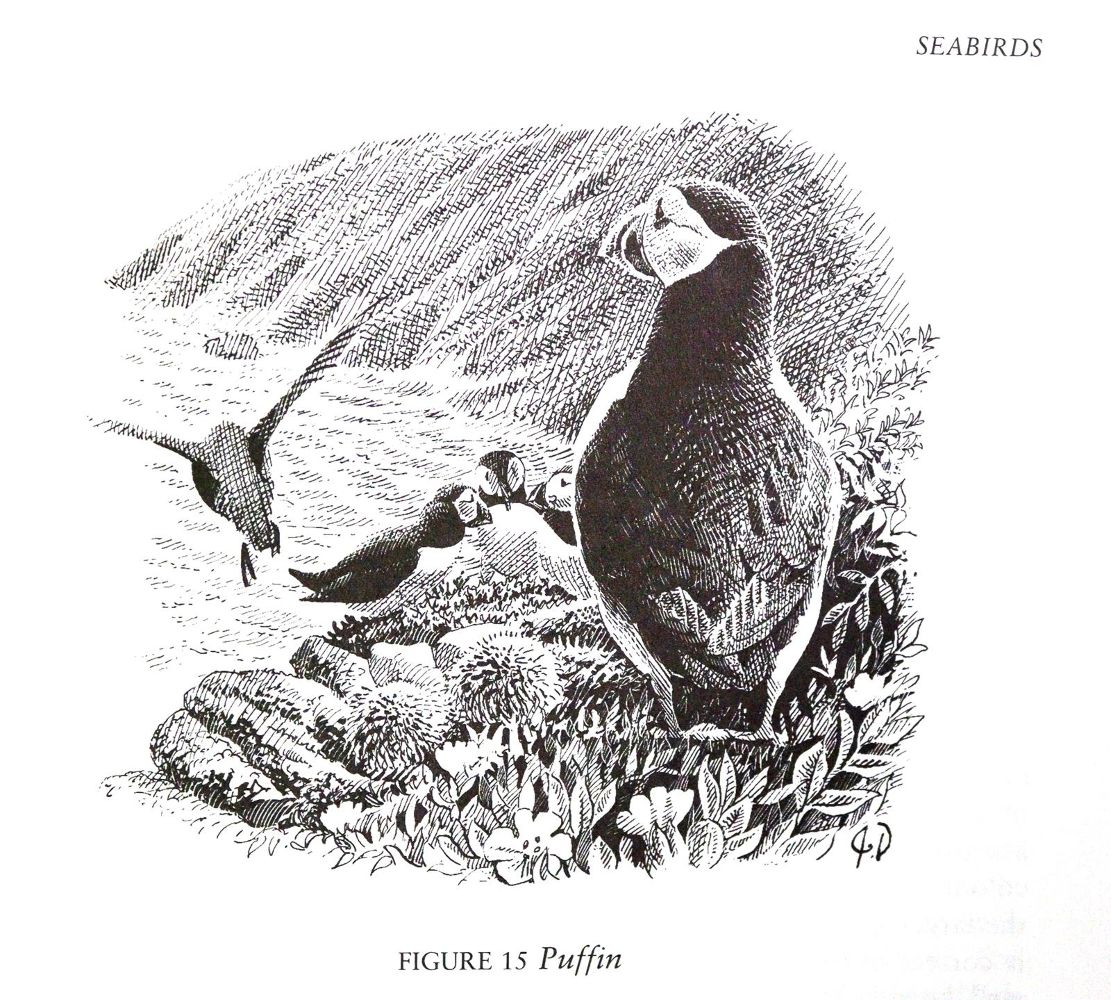 Große Abbildung Nr.3: 143-1914 Sammlung: (Zoologie, Vögel)