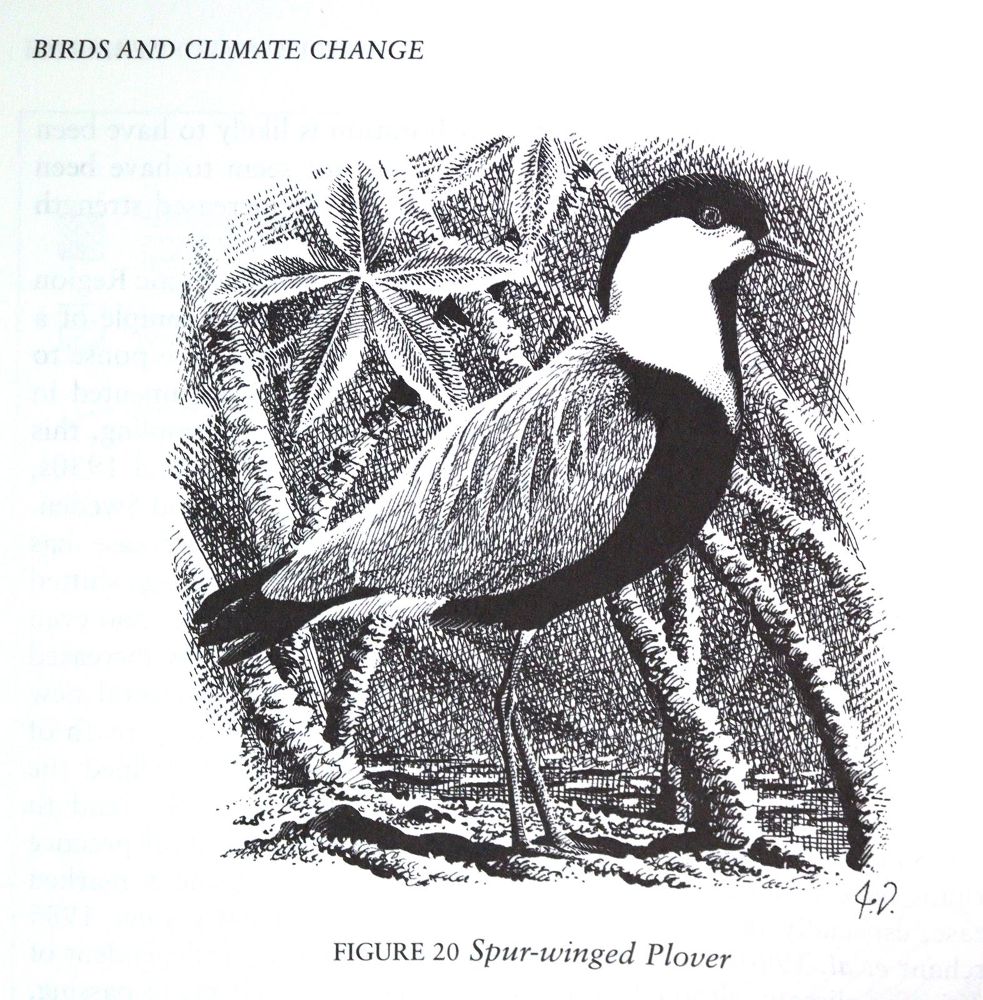 Große Abbildung Nr.4: 143-1914 Sammlung: (Zoologie, Vögel)