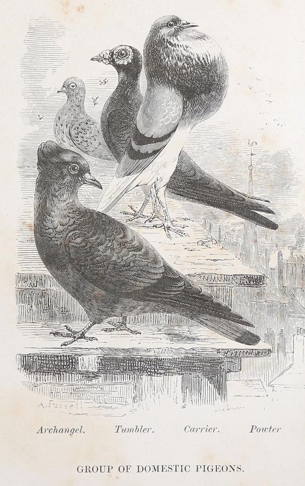 Große Abbildung Nr.2: 143-1915 Dixon,E.S.: (Zoologie, Vögel, Tauben)