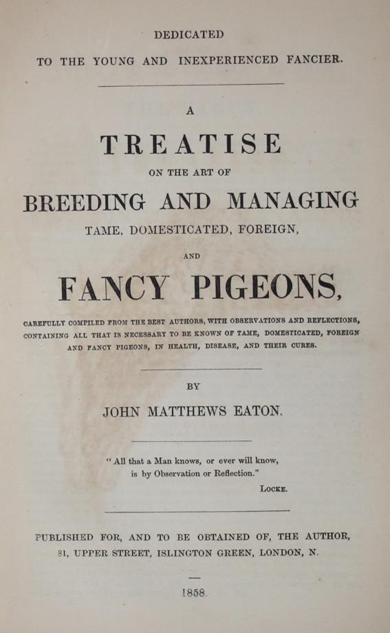 Große Abbildung Nr.1: 143-1916 Eaton,J.M.: (Zoologie, Vögel, Tauben)