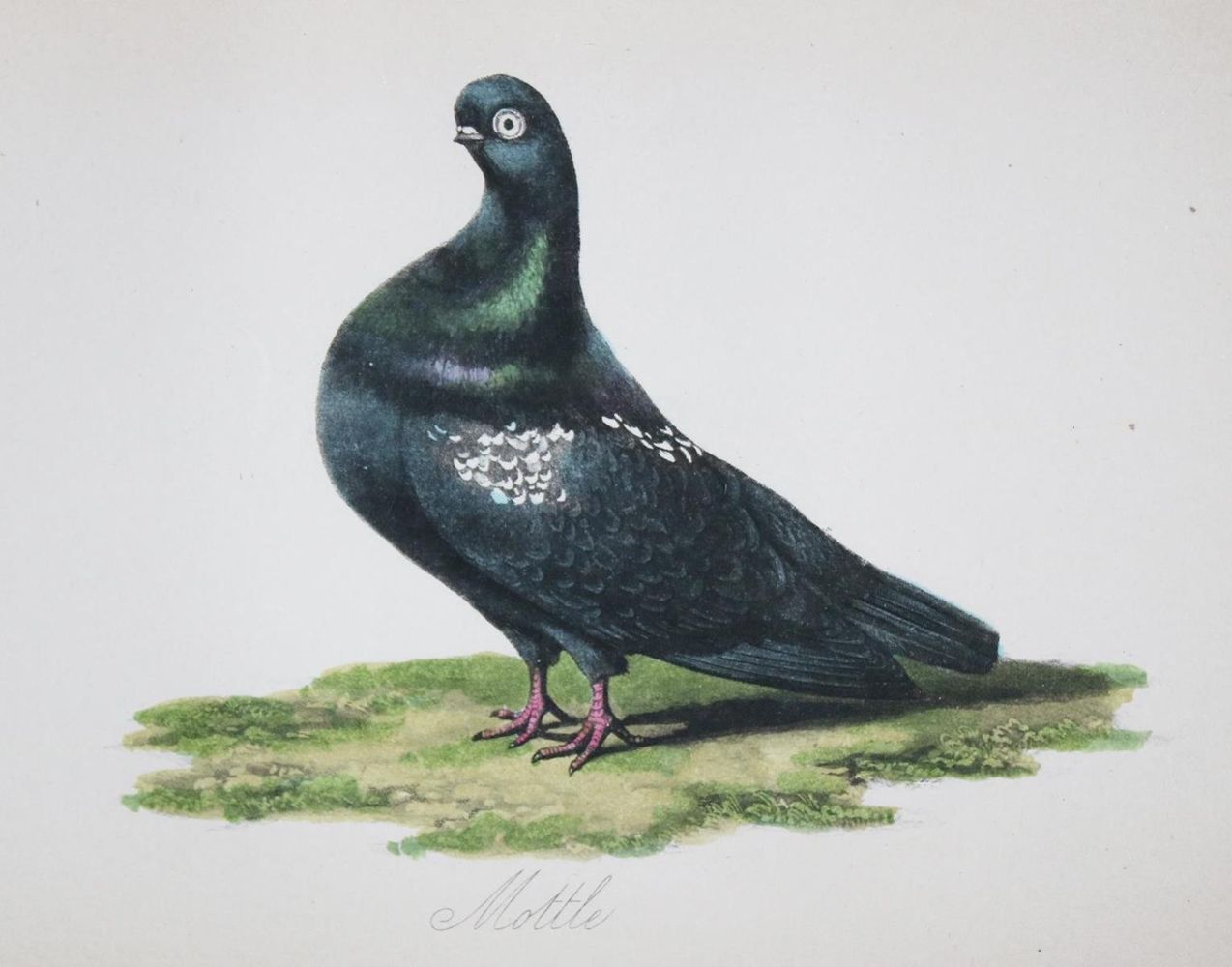Große Abbildung Nr.3: 143-1916 Eaton,J.M.: (Zoologie, Vögel, Tauben)