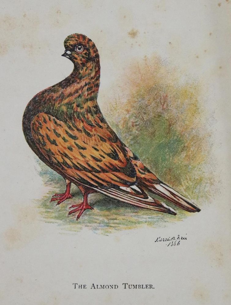 Große Abbildung Nr.5: 143-1916 Eaton,J.M.: (Zoologie, Vögel, Tauben)