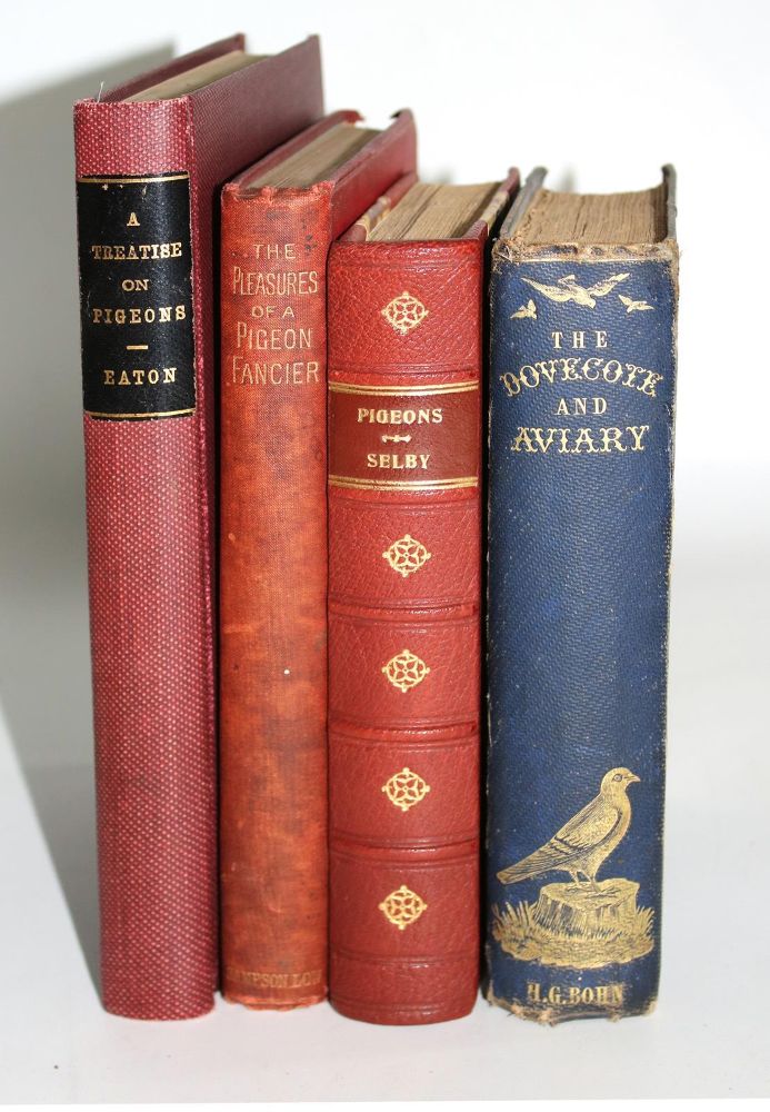 Große Abbildung Nr.7: 143-1916 Eaton,J.M.: (Zoologie, Vögel, Tauben)