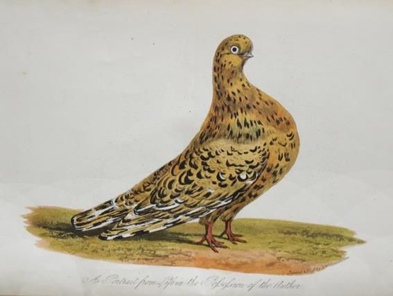 Große Abbildung Nr.1: 143-1917 Eaton,J.M.: (Zoologie, Vögel, Tauben)