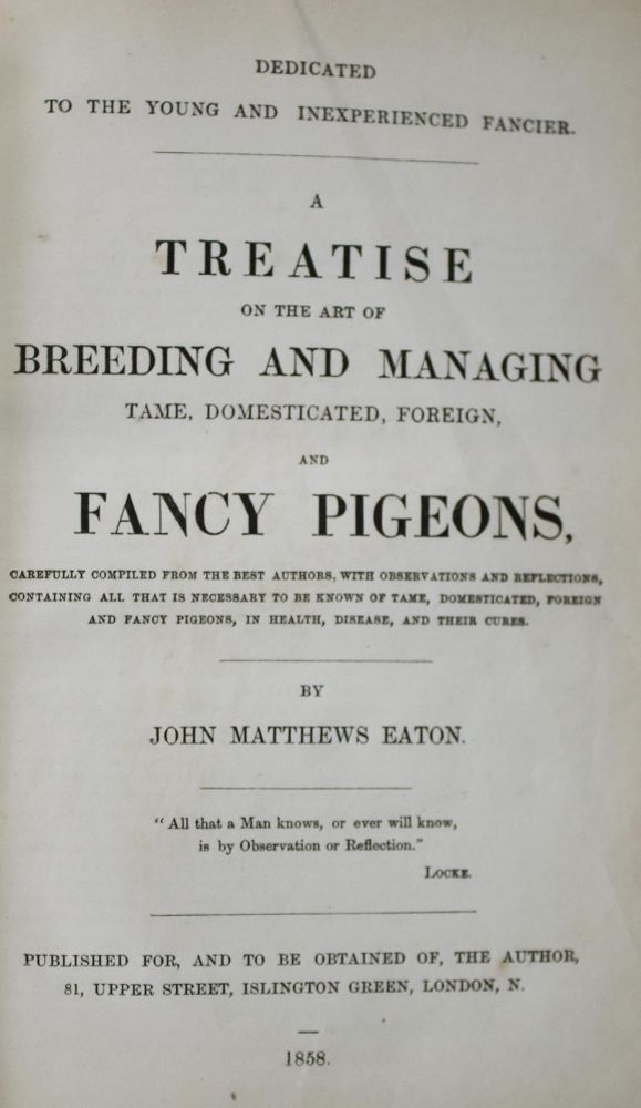 Große Abbildung Nr.4: 143-1917 Eaton,J.M.: (Zoologie, Vögel, Tauben)