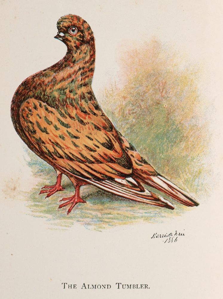 Große Abbildung Nr.1: 143-1919 Lucas,J.: (Zoologie, Vögel, Tauben)