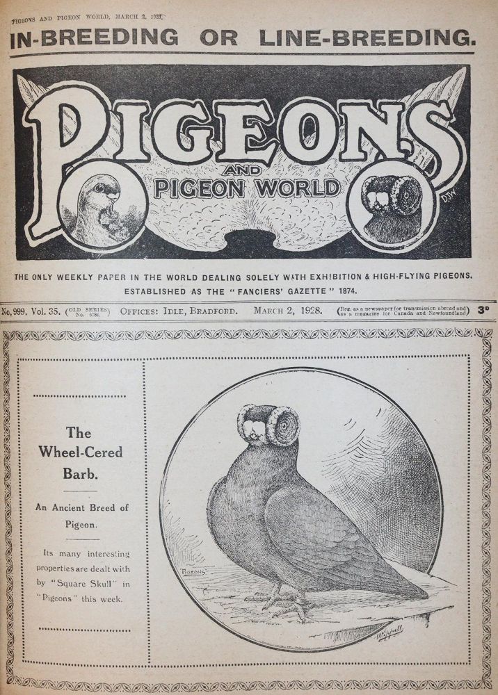 Große Abbildung Nr.2: 143-1921 Pigeons and pigeon world.: (Zoologie, Vögel, Tauben)