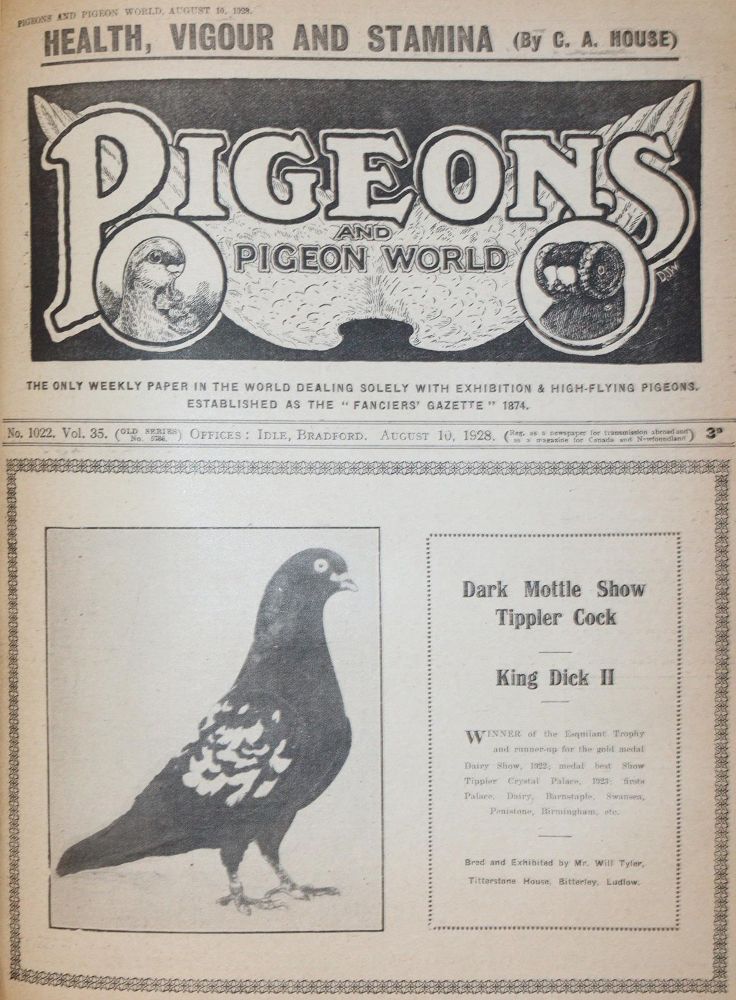 Große Abbildung Nr.4: 143-1921 Pigeons and pigeon world.: (Zoologie, Vögel, Tauben)