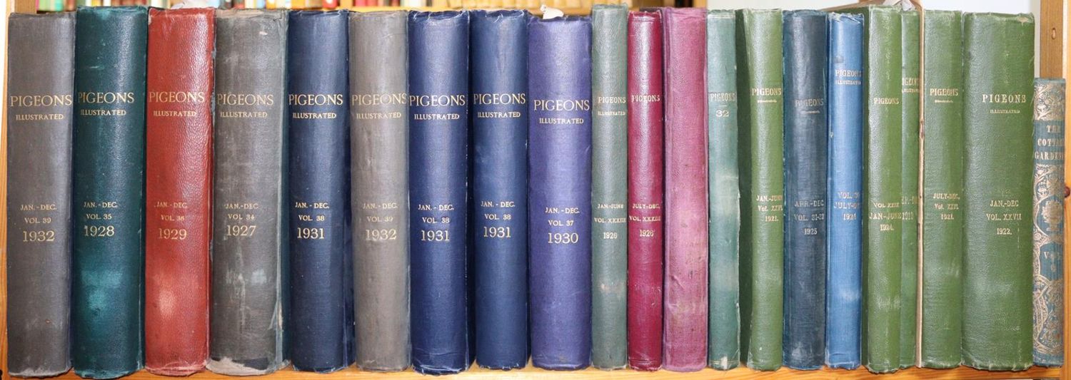 Große Abbildung Nr.5: 143-1921 Pigeons and pigeon world.: (Zoologie, Vögel, Tauben)