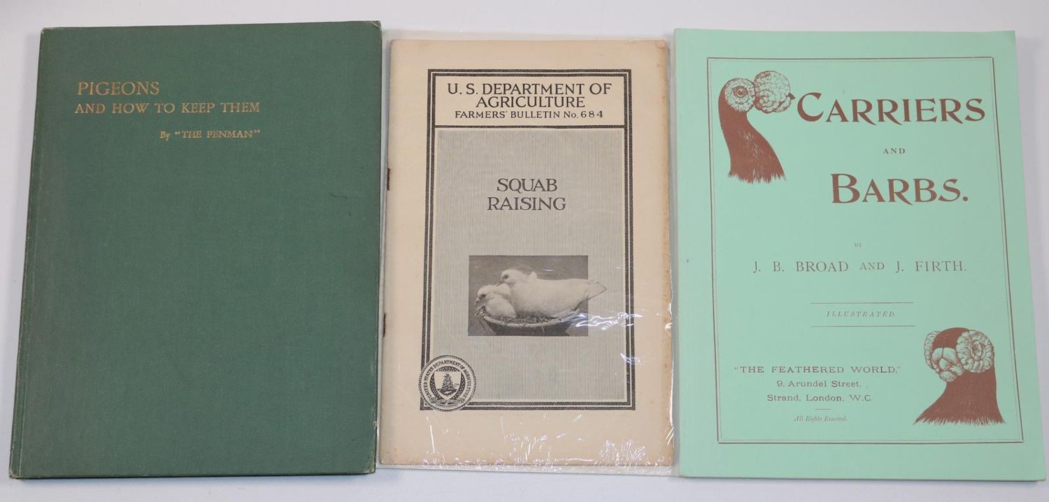 Große Abbildung Nr.1: 143-1924 Sammlung: (Zoologie, Vögel, Tauben)