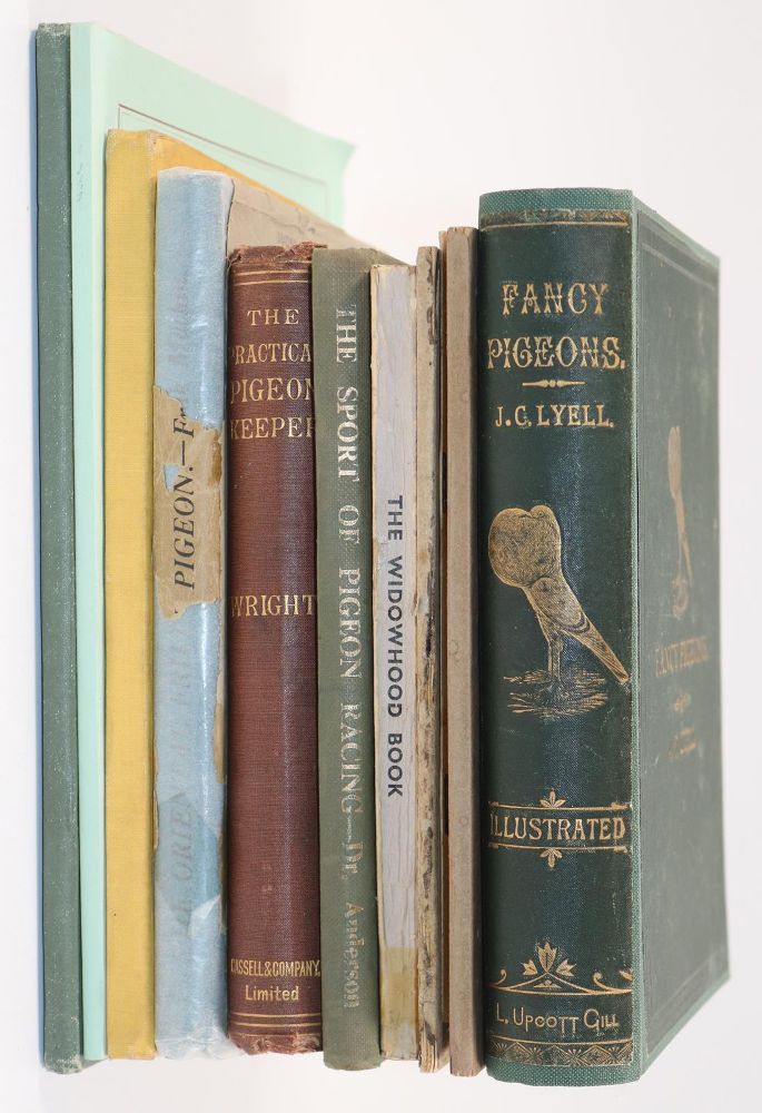 Große Abbildung Nr.2: 143-1924 Sammlung: (Zoologie, Vögel, Tauben)