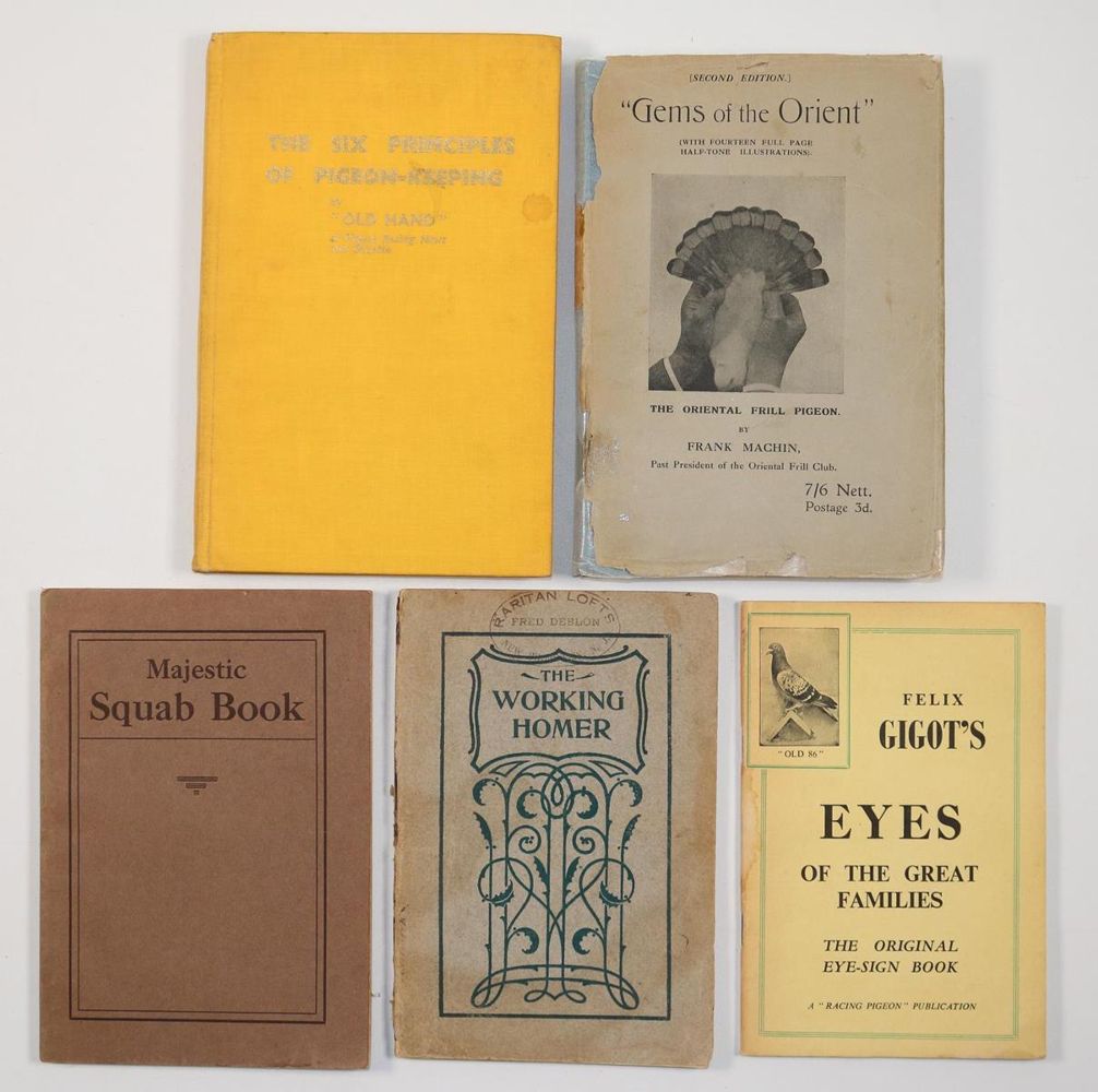 Große Abbildung Nr.3: 143-1924 Sammlung: (Zoologie, Vögel, Tauben)