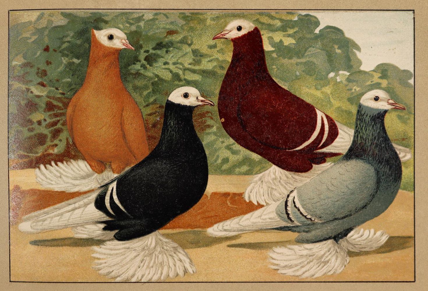 Große Abbildung Nr.2: 143-1925 Schachtzabel,E.: (Zoologie, Vögel, Tauben)