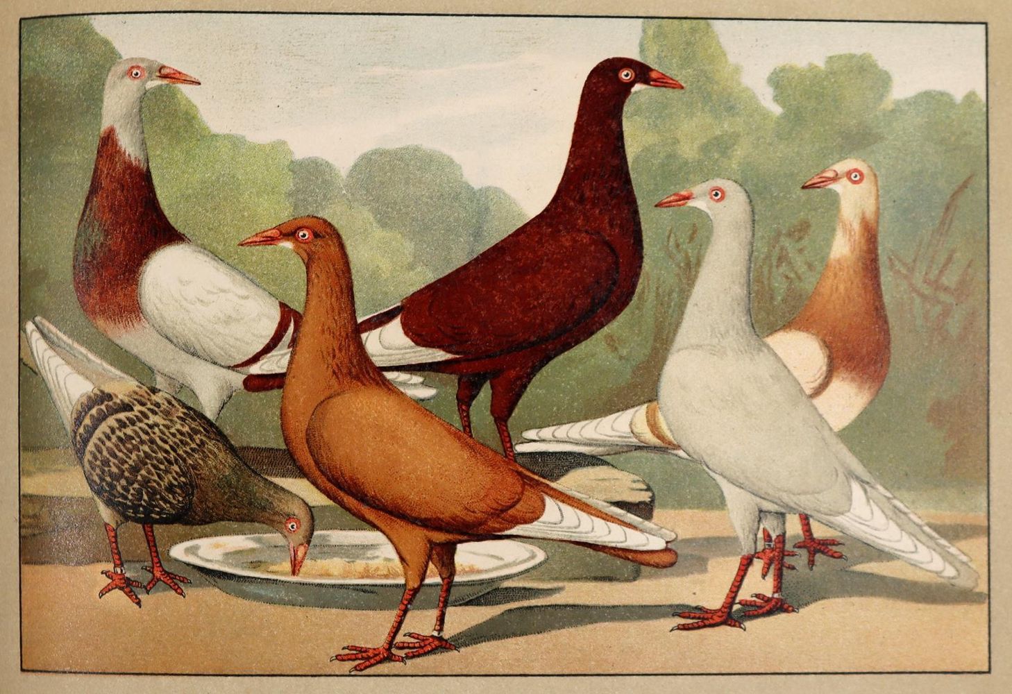 Große Abbildung Nr.3: 143-1925 Schachtzabel,E.: (Zoologie, Vögel, Tauben)