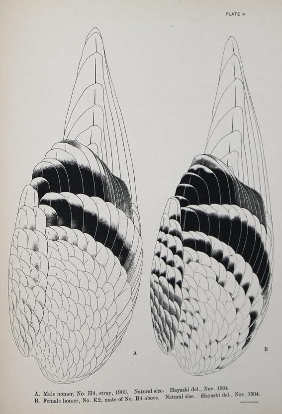 Große Abbildung Nr.1: 143-1928 Whithman,Ch.O.: (Zoologie, Vögel, Tauben)