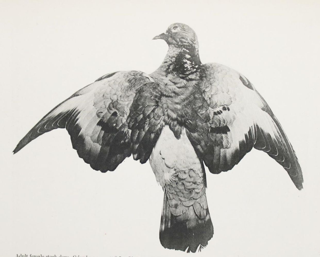 Große Abbildung Nr.2: 143-1928 Whithman,Ch.O.: (Zoologie, Vögel, Tauben)