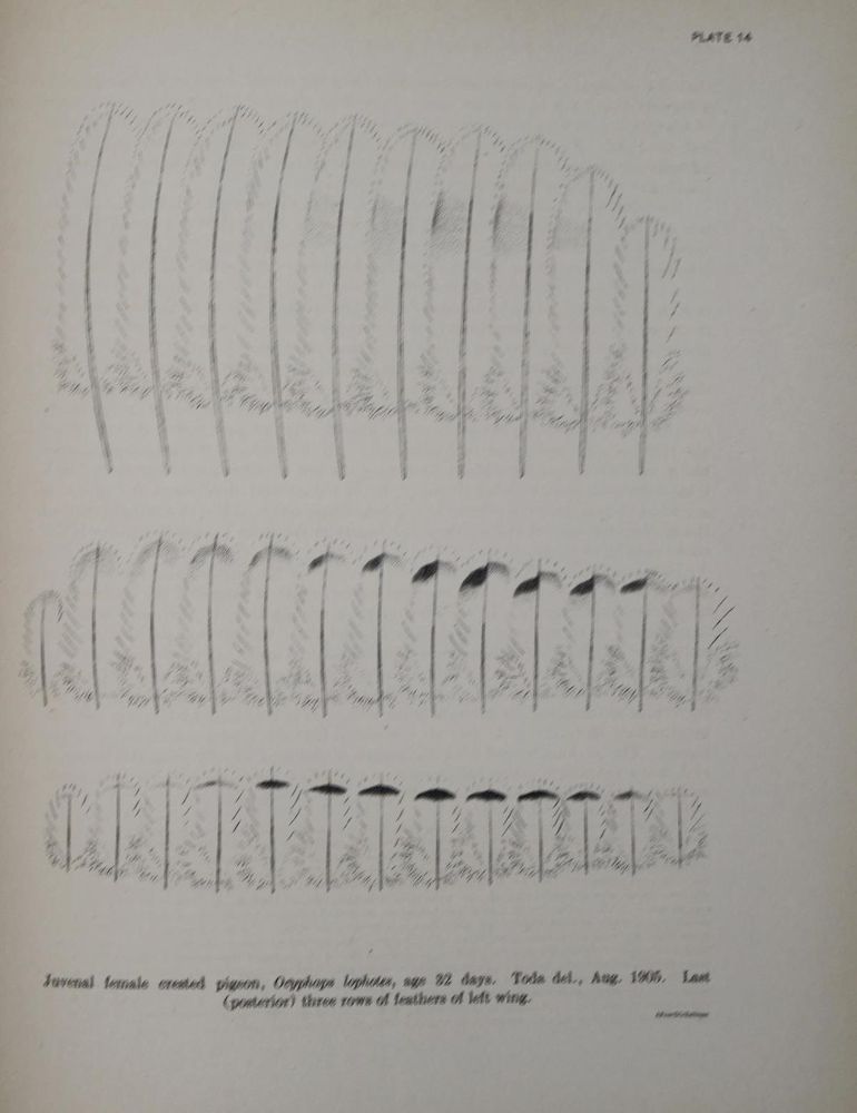 Große Abbildung Nr.3: 143-1928 Whithman,Ch.O.: (Zoologie, Vögel, Tauben)